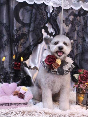 20231028シルヴァくん